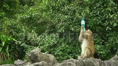石头上的猴子从瓶子里喝水。 这只轻率的猴子从游客那里偷了一瓶。 一只猴子